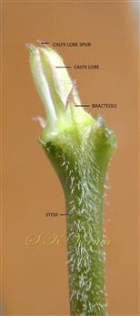  Young flower- see bracteoles and calyx